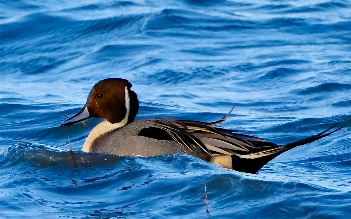 Pintail Duck - John Wilson
